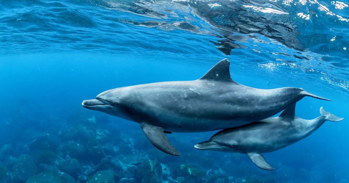 Dolphins_Clicks_and_Whistles