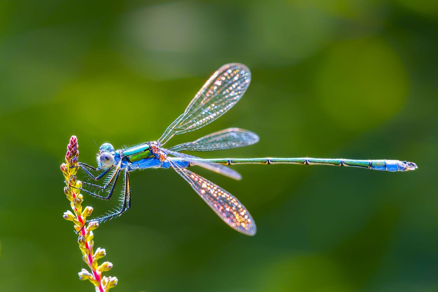 Dragonfly