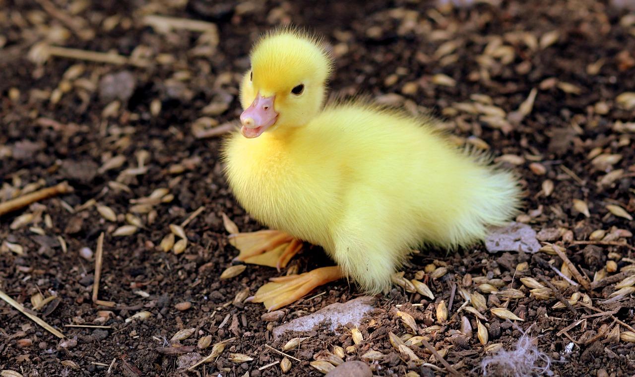 Duckling