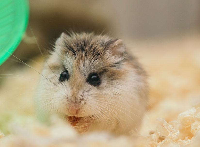 Dwarf_Hamster