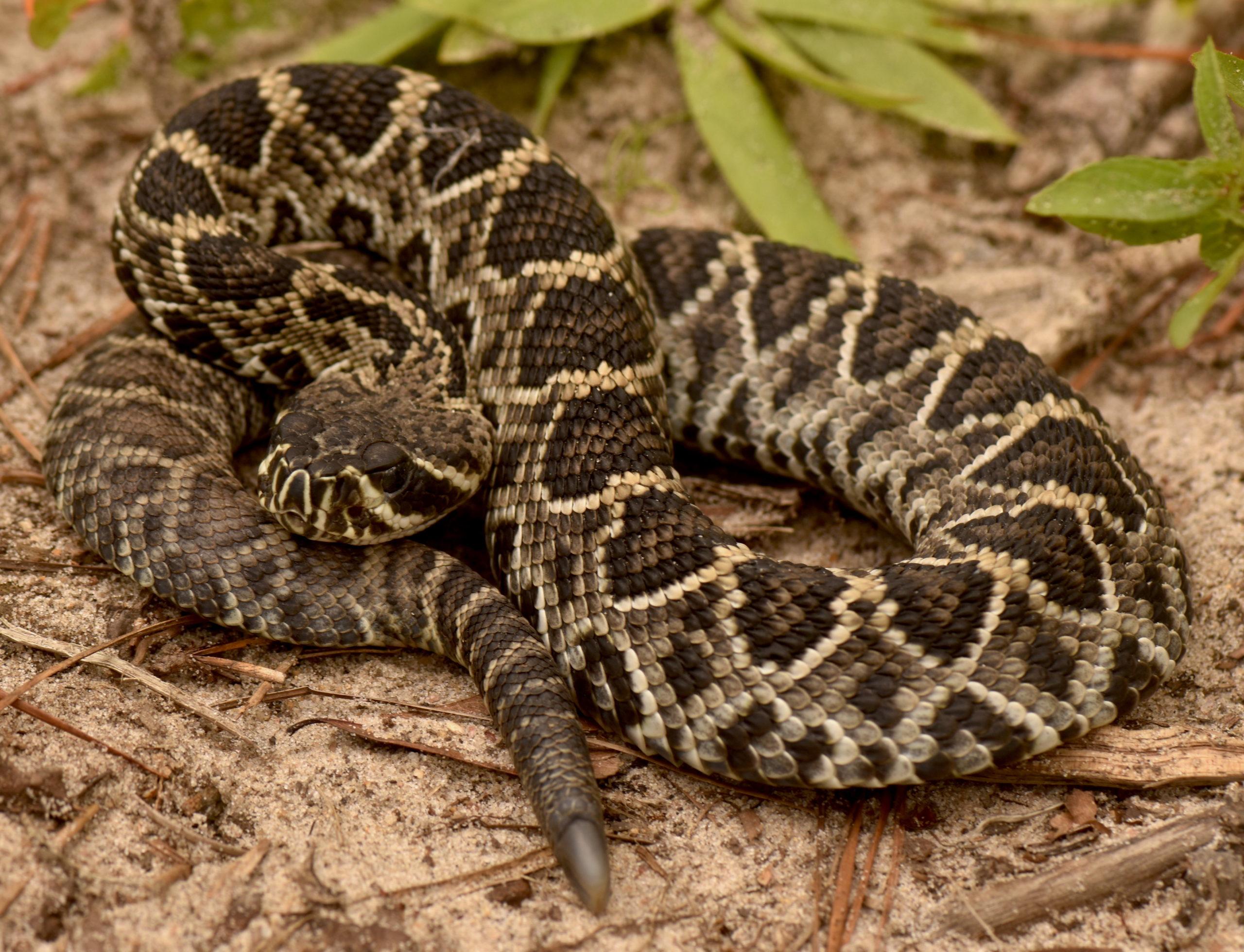 Eastern_Diamondback_Rattlesnake