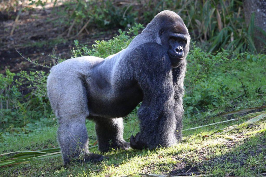 Eastern_Lowland_Gorilla