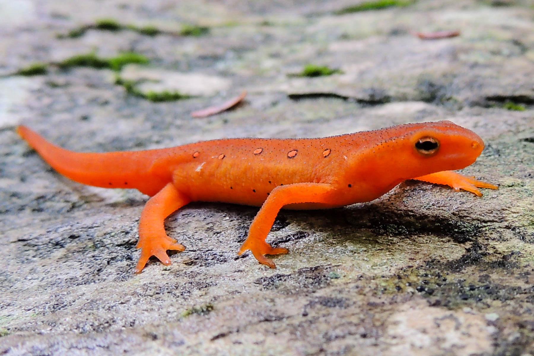 Eastern_Newt