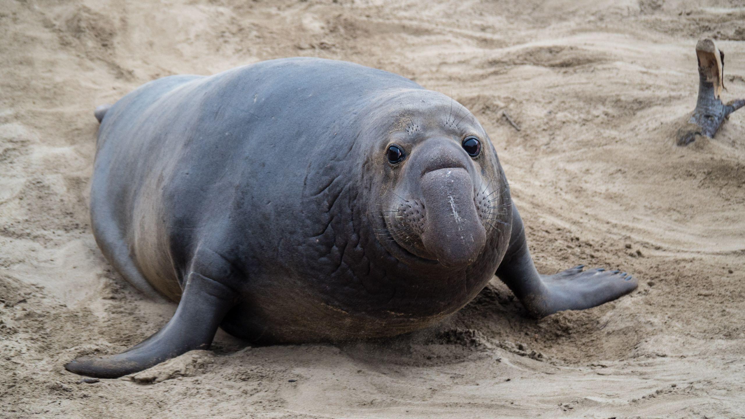 Elephant_Seal