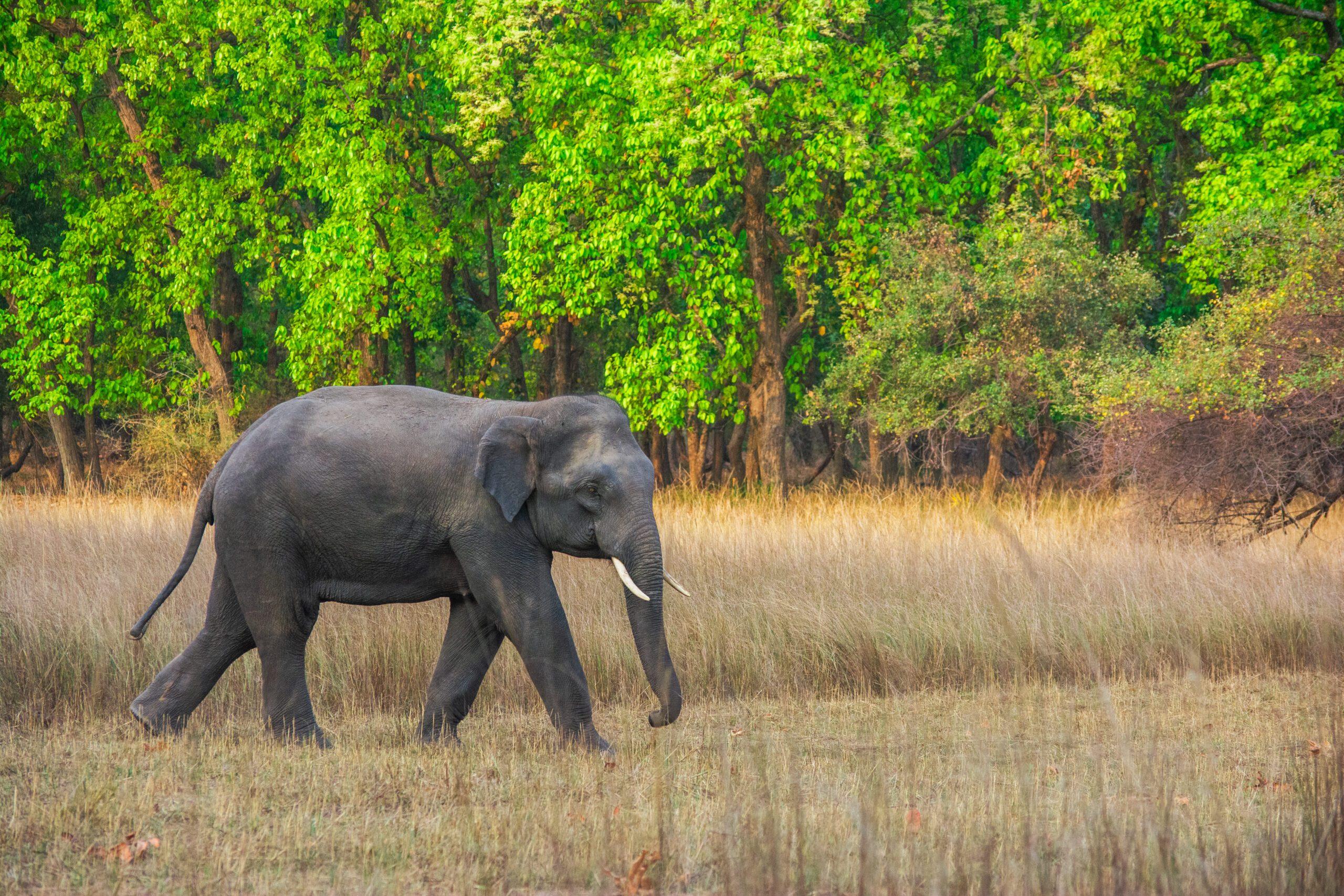 Elephants