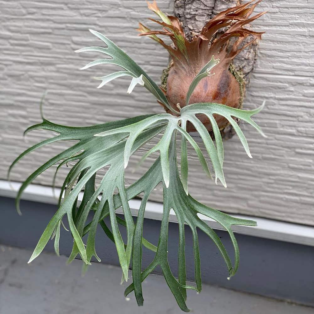 Elkhorn_Fern