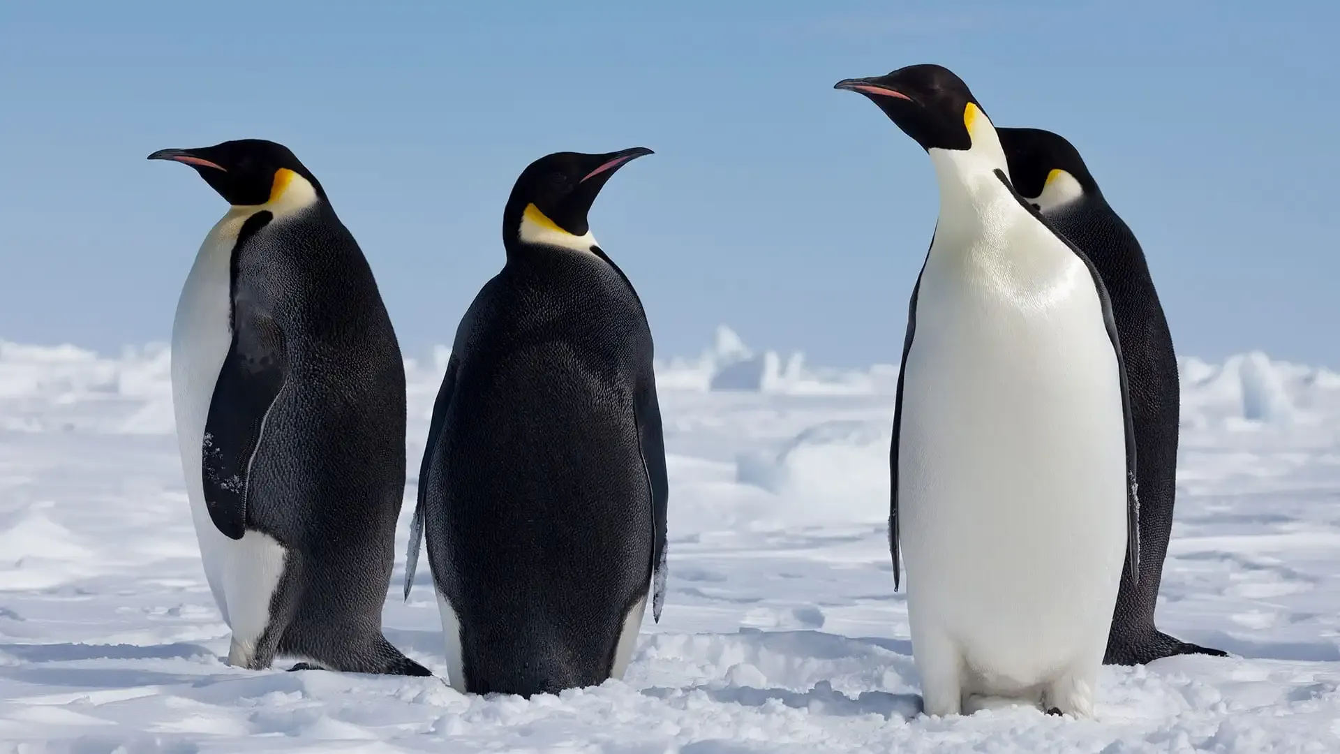 Emperor_Penguin