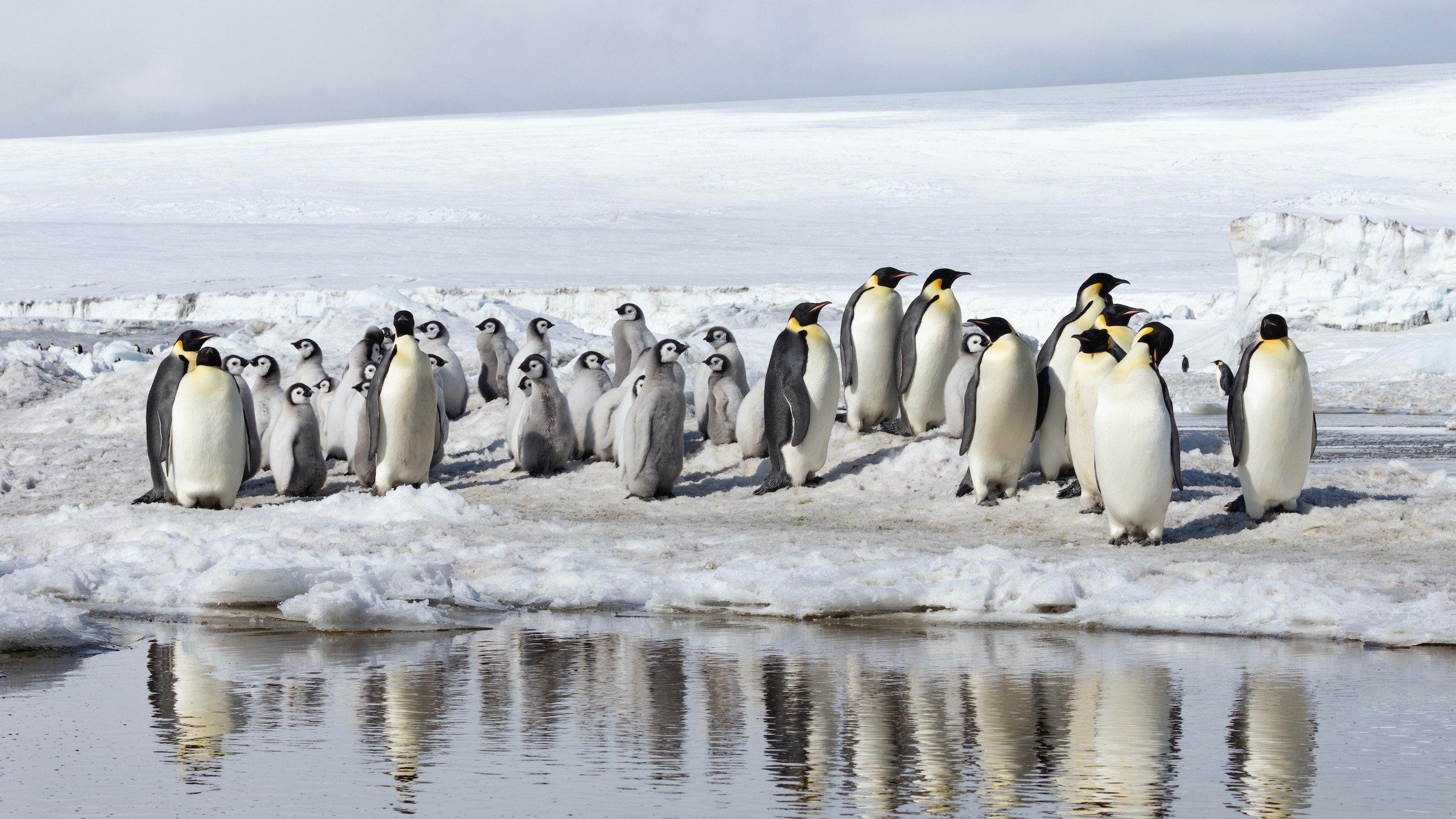 Emperor_Penguin_Antarctica