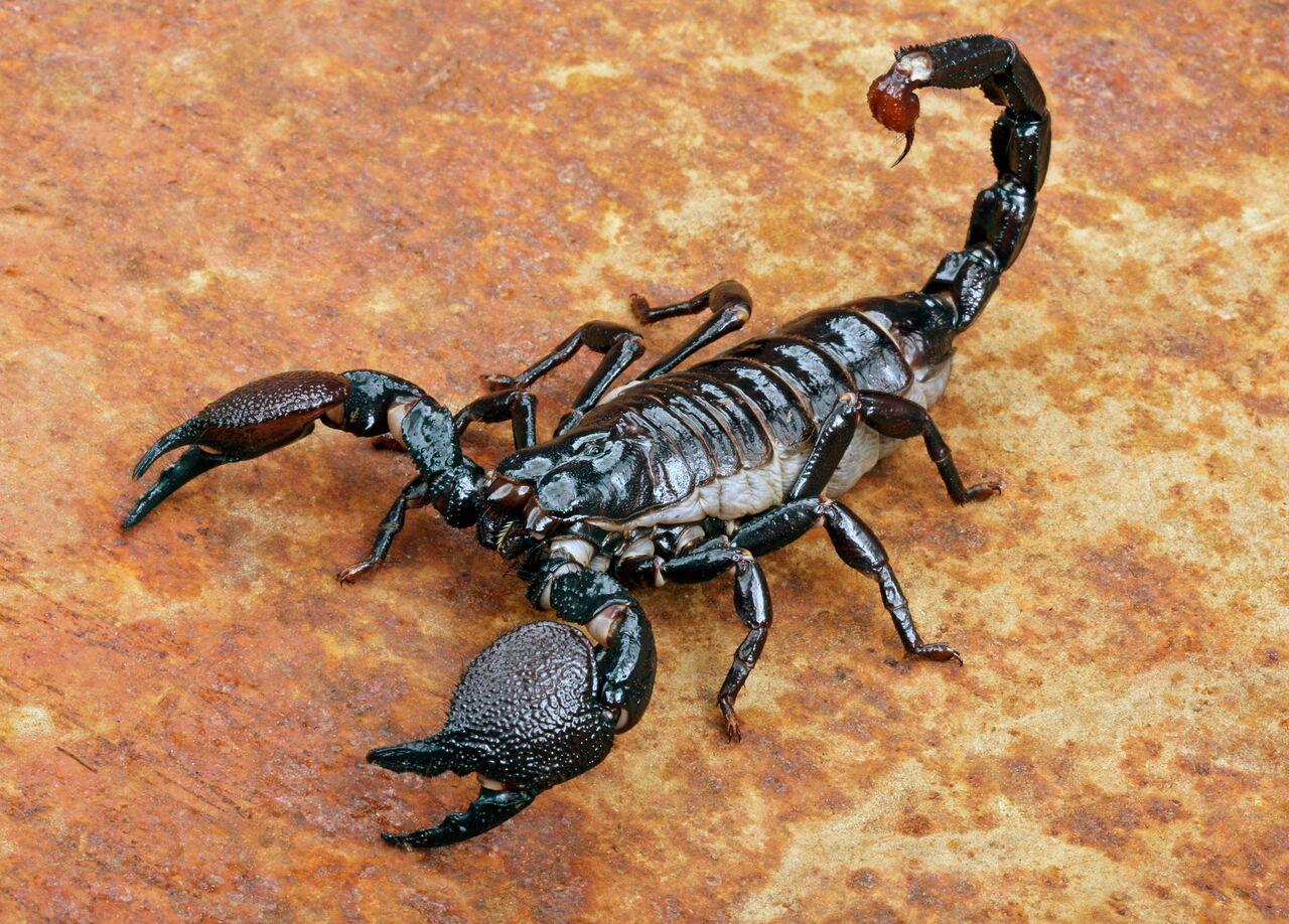 Emperor_Scorpion