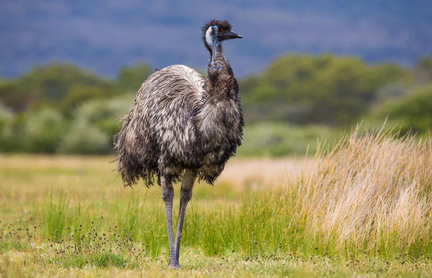 Emu_Australia