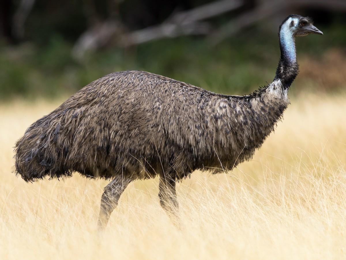 Emus