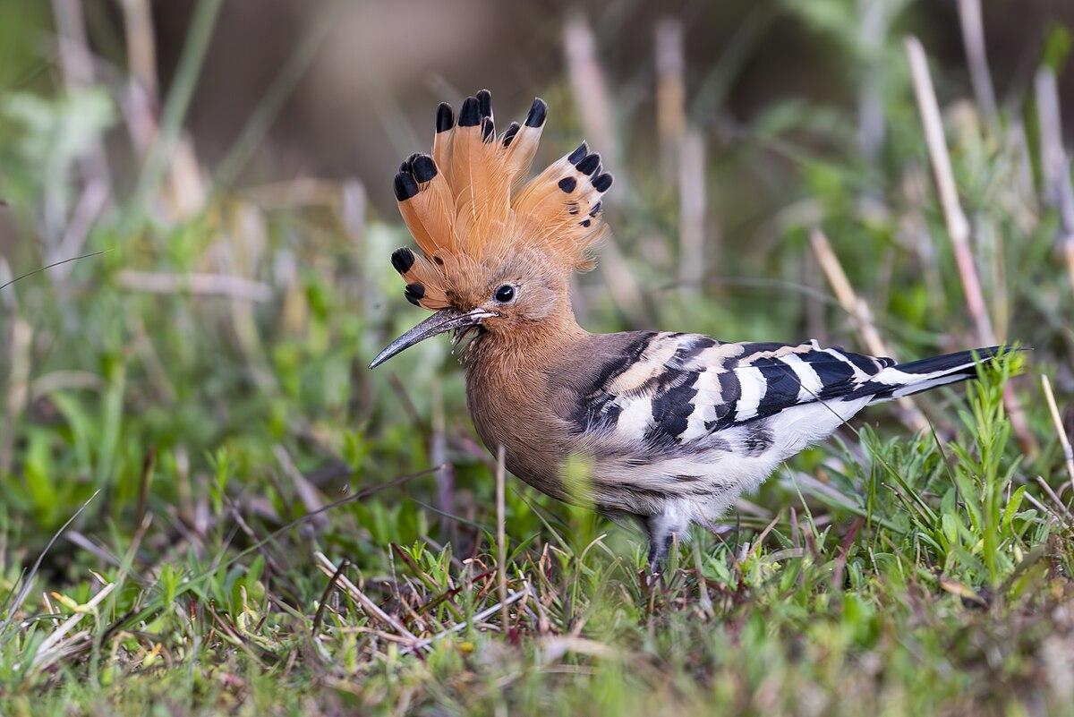 Eurasian_Hoopoe_Southern_Europe_Asia