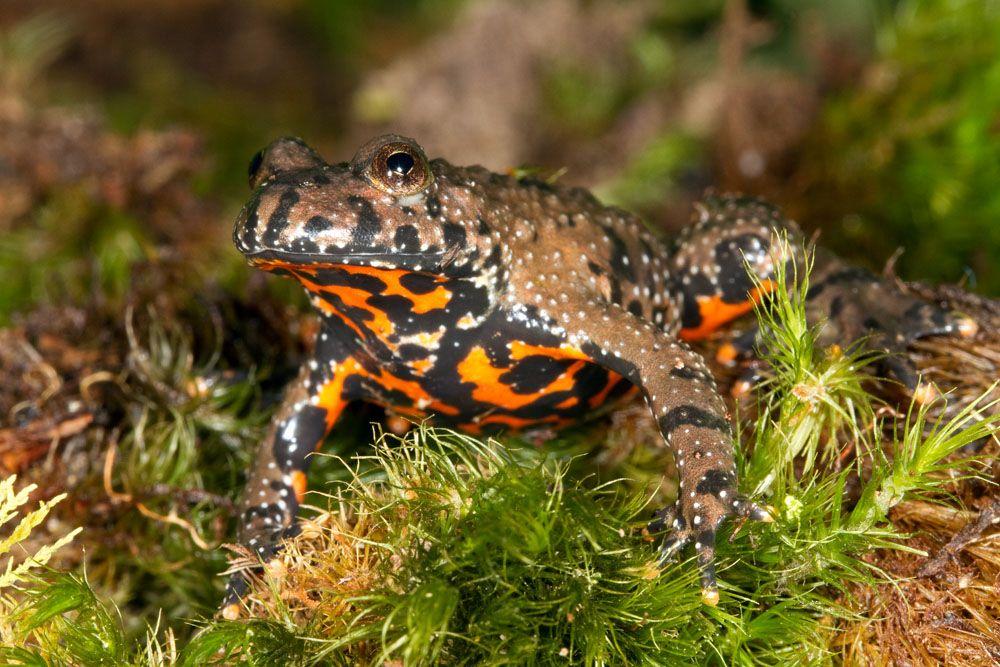 European_Fire-Bellied_Toad