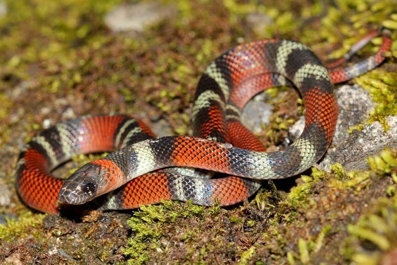 False_Coral_Snake