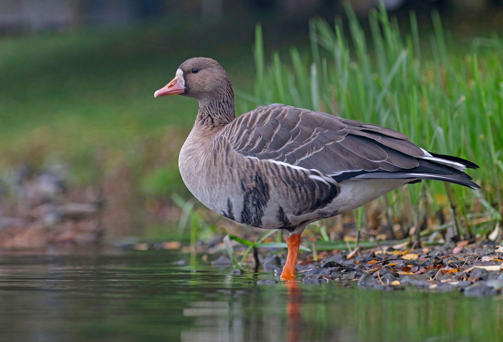 Fascinating_Spring_Animal_Goose