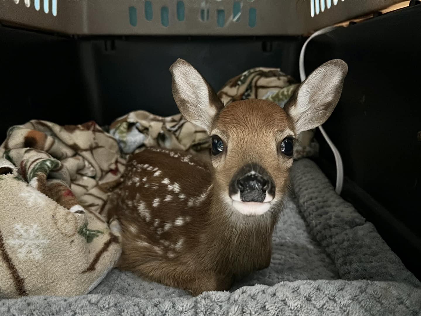 Fawn