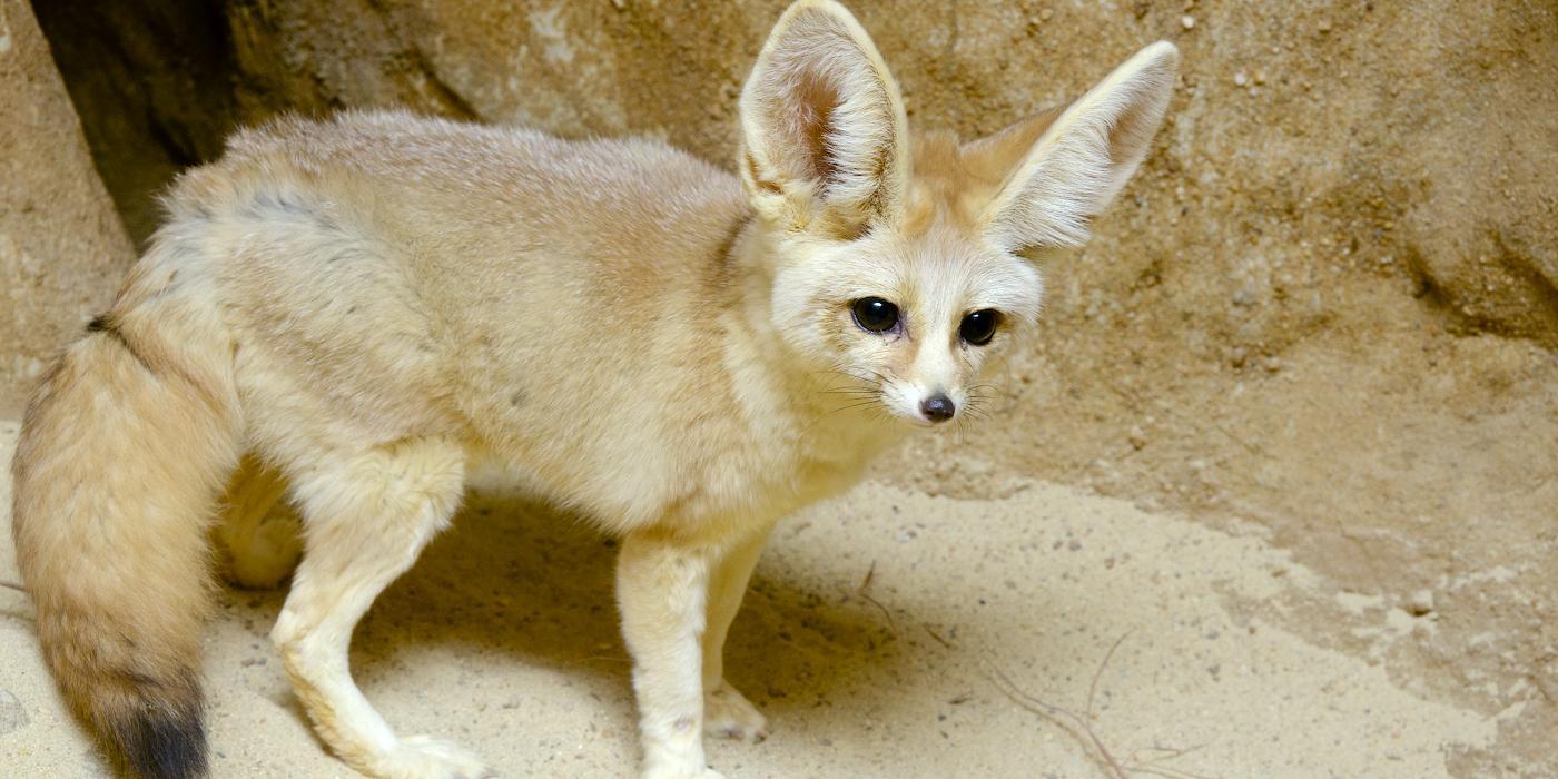 Fennec_Fox