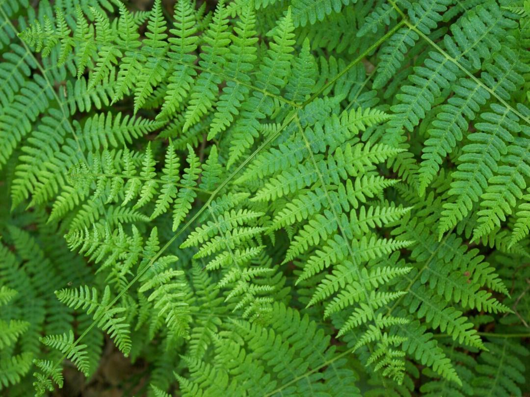 Fern_Moss