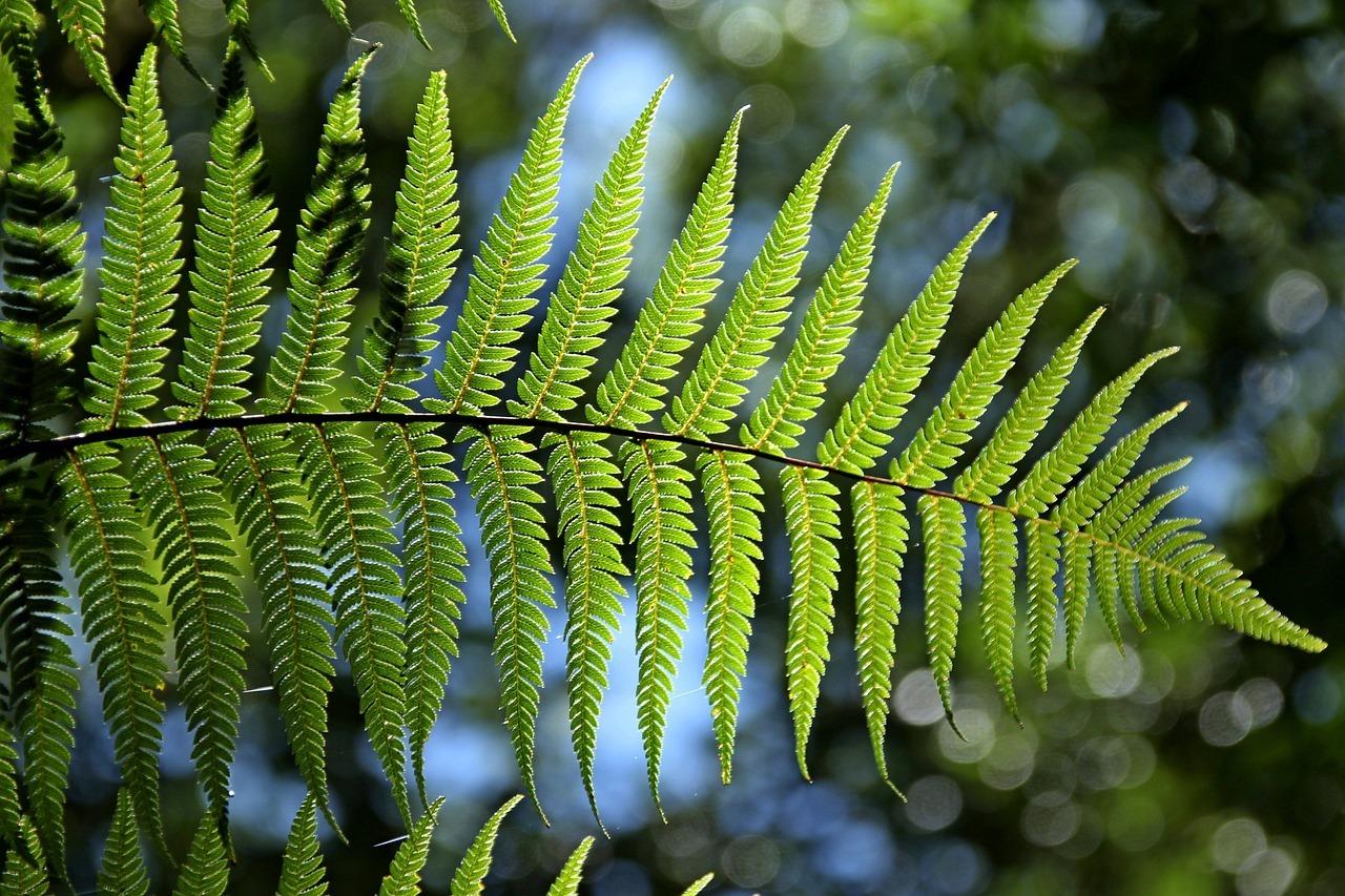 Ferns