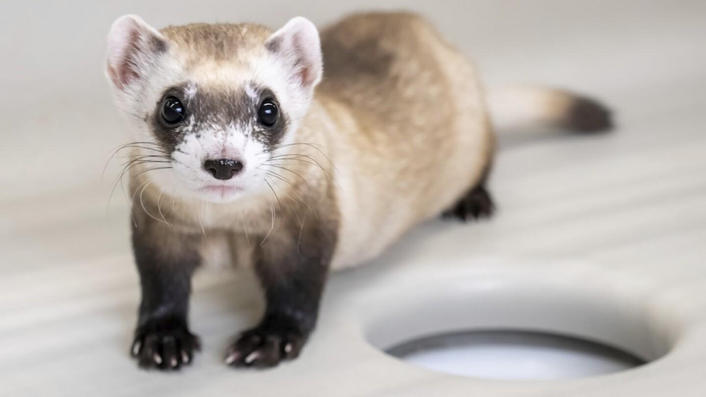 Ferret