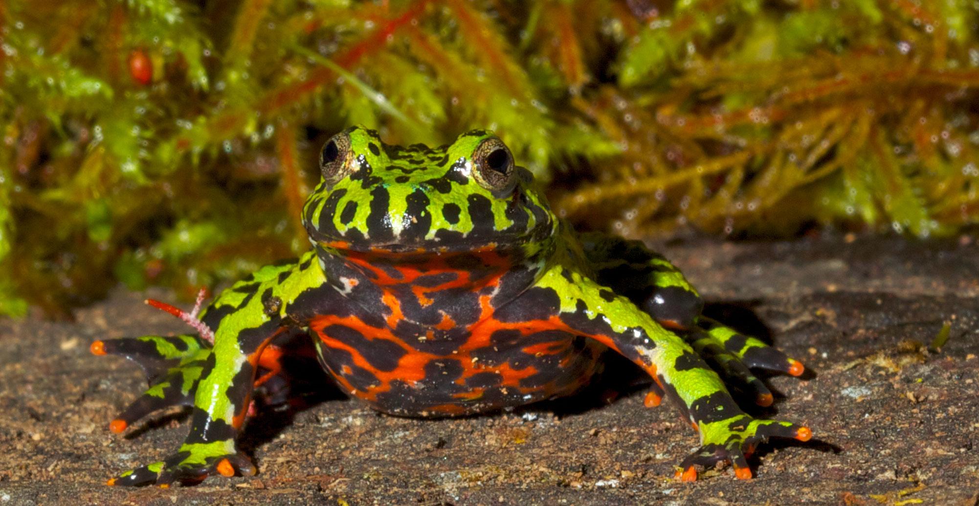 Fire-Bellied_Toad