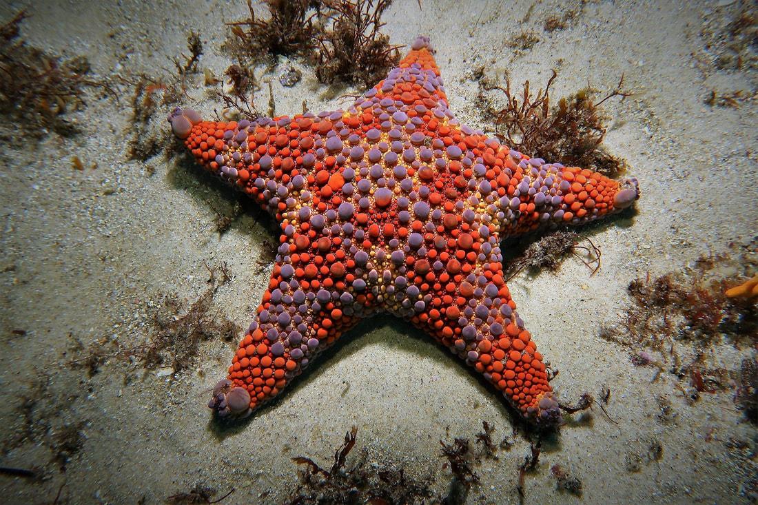 Firebrick_Starfish