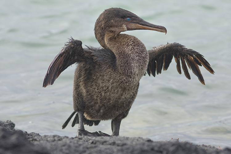 Flightless_Cormorant_Galapagos_Islands