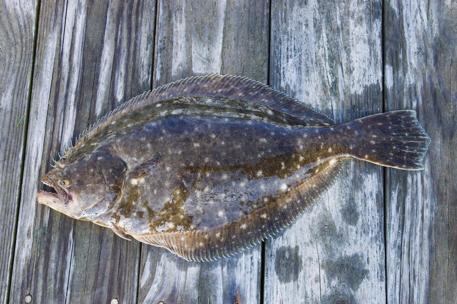 Flounder