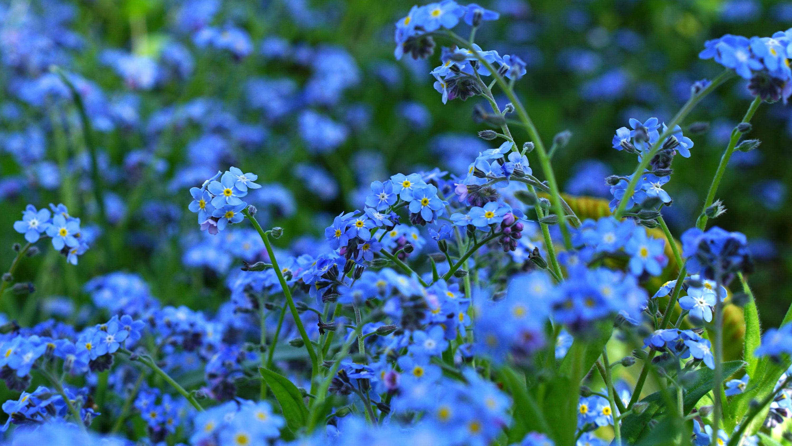 Forget-Me-Not