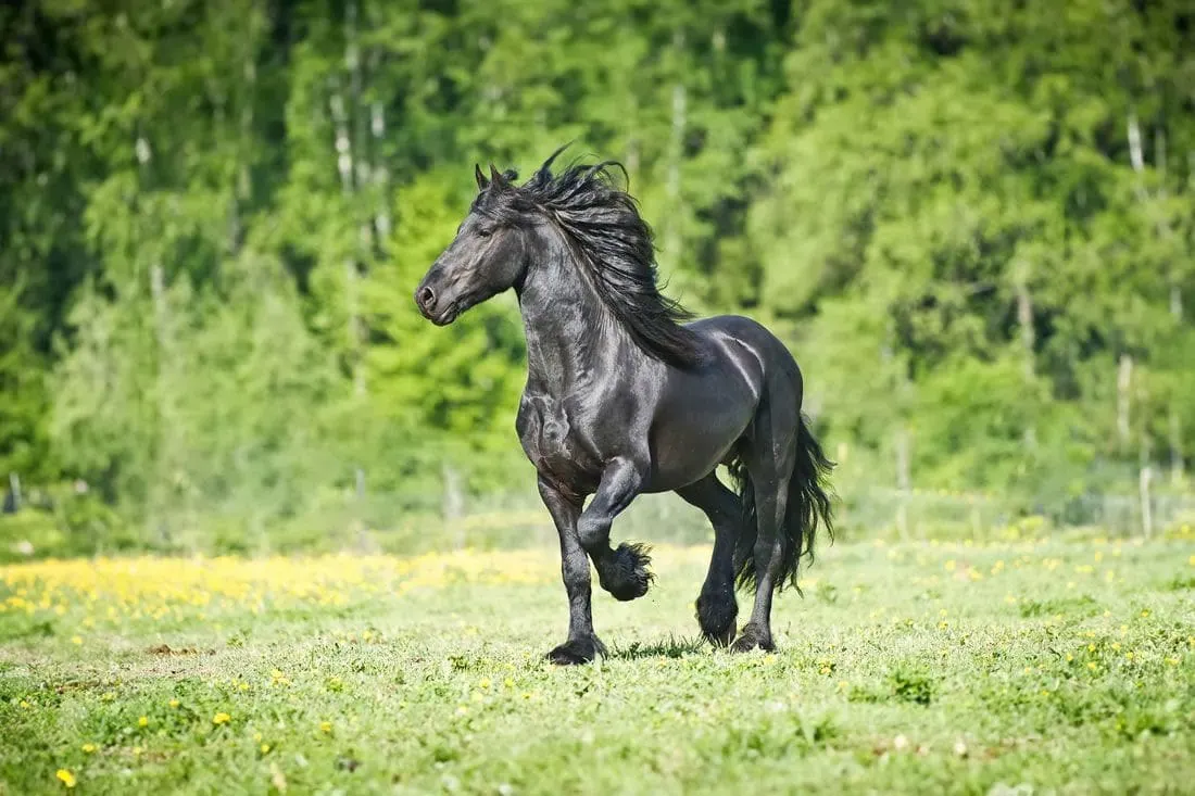 Friesian_Horse