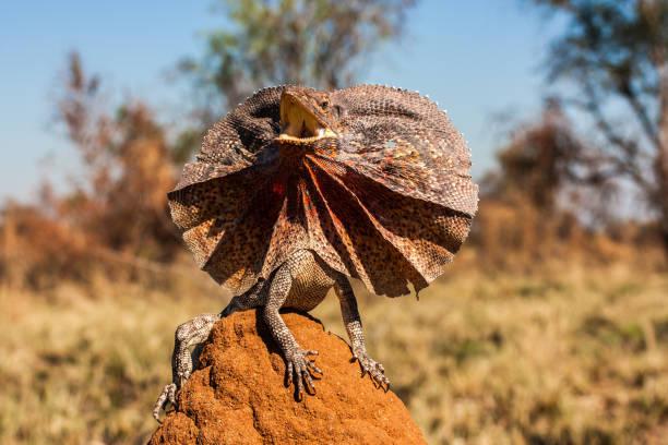 Frilled_Lizard