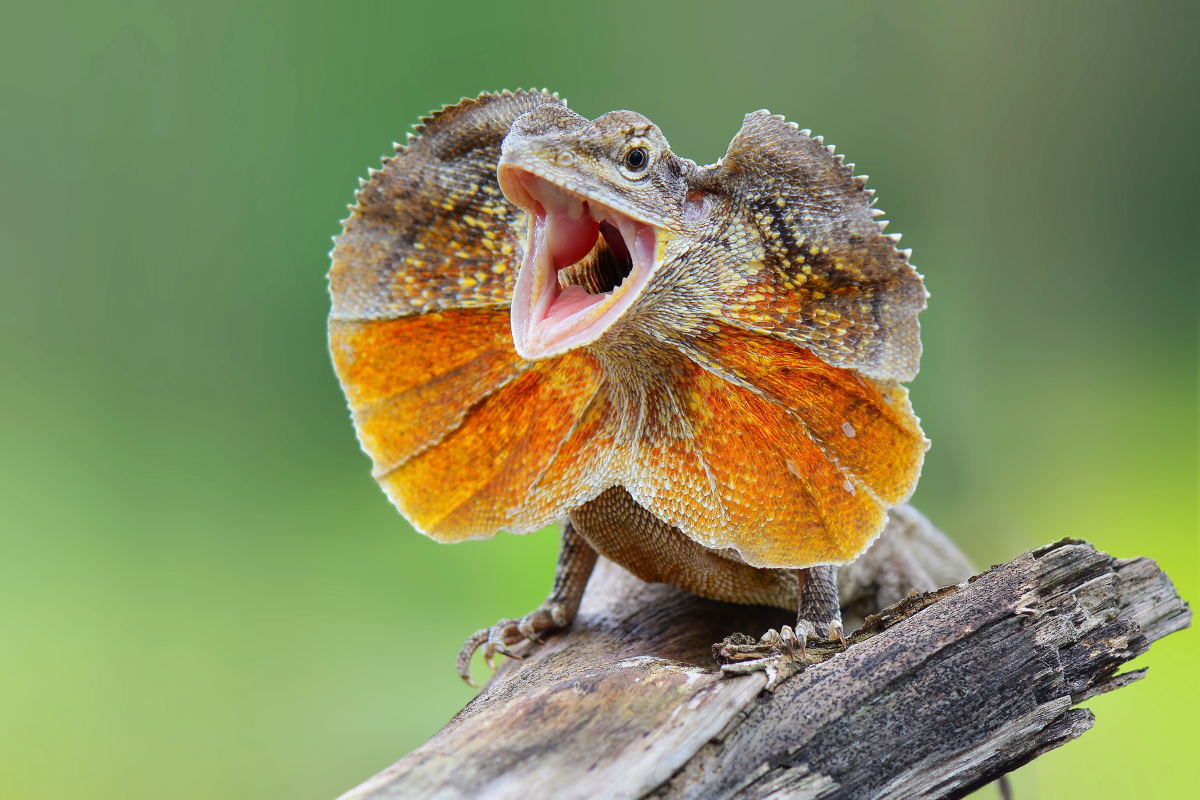 Frilled_Lizard