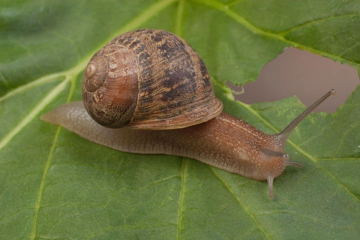 Garden_Snail