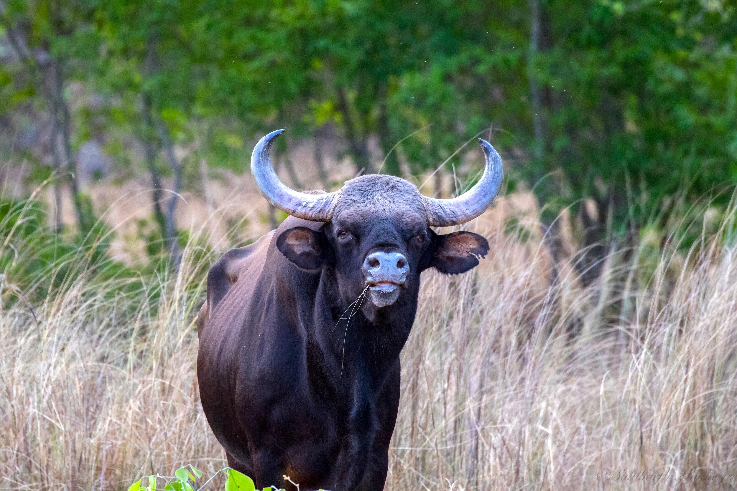 Gaur