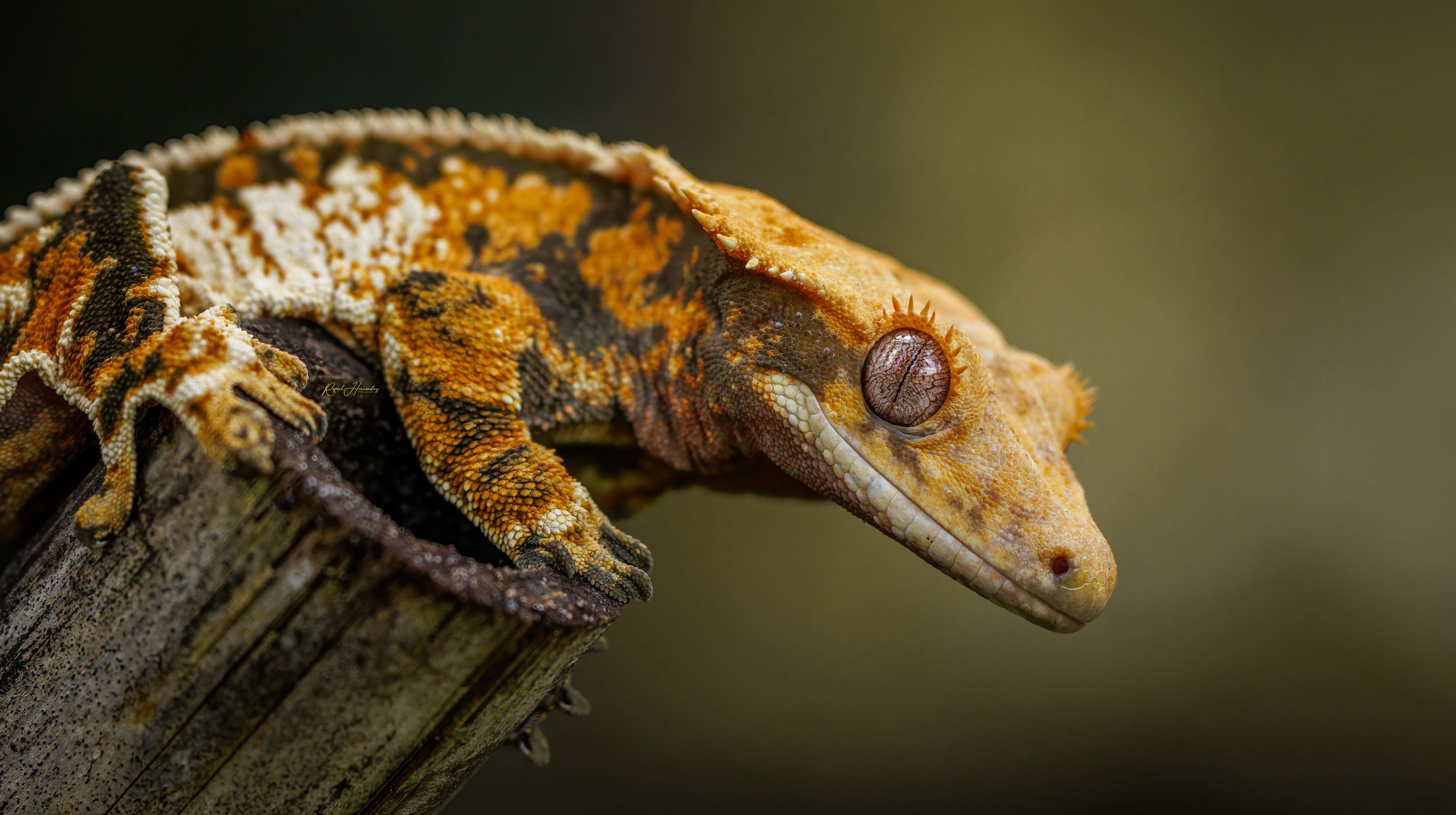 Geckos_Clicking