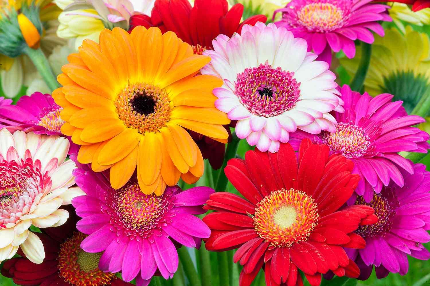 Gerbera_Daisy