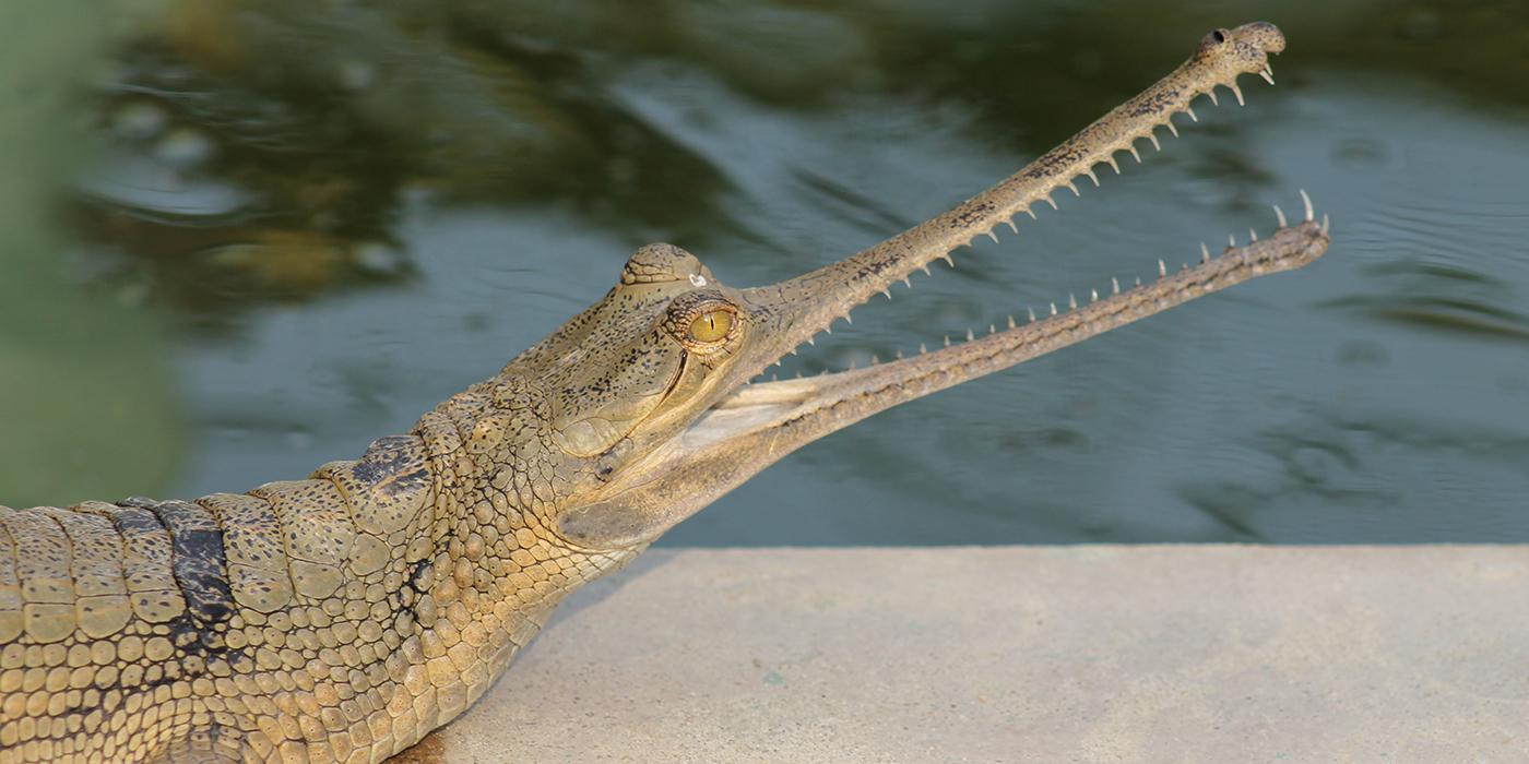 Gharial