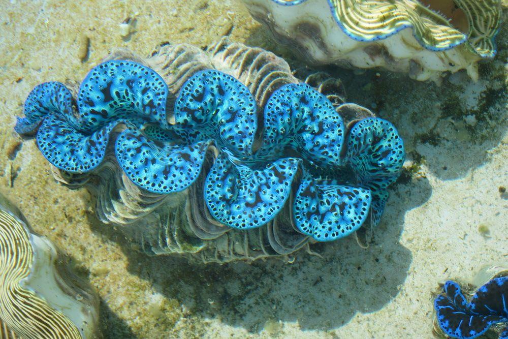 Giant_Clam