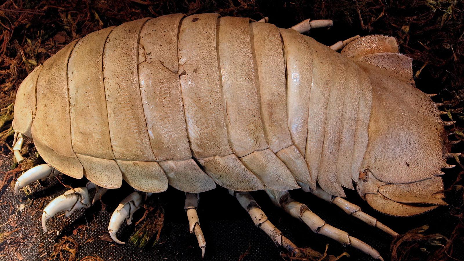 Giant_Isopod