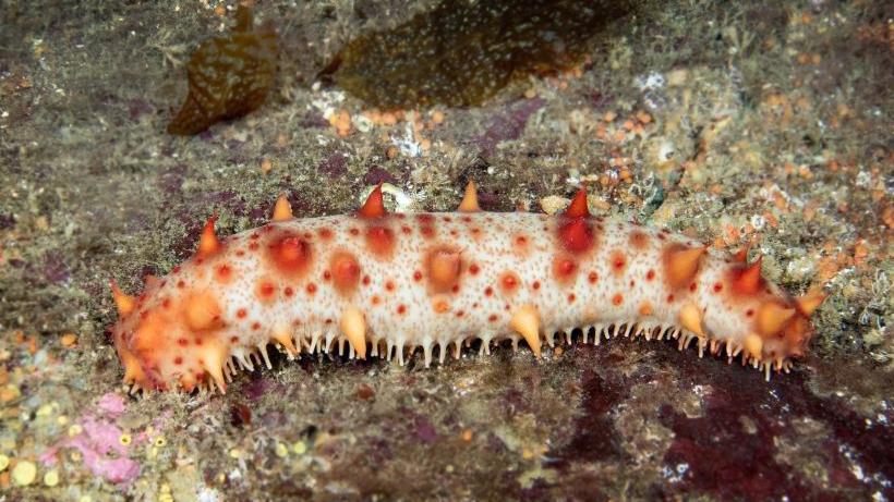 Giant_Red_Sea_Cucumber