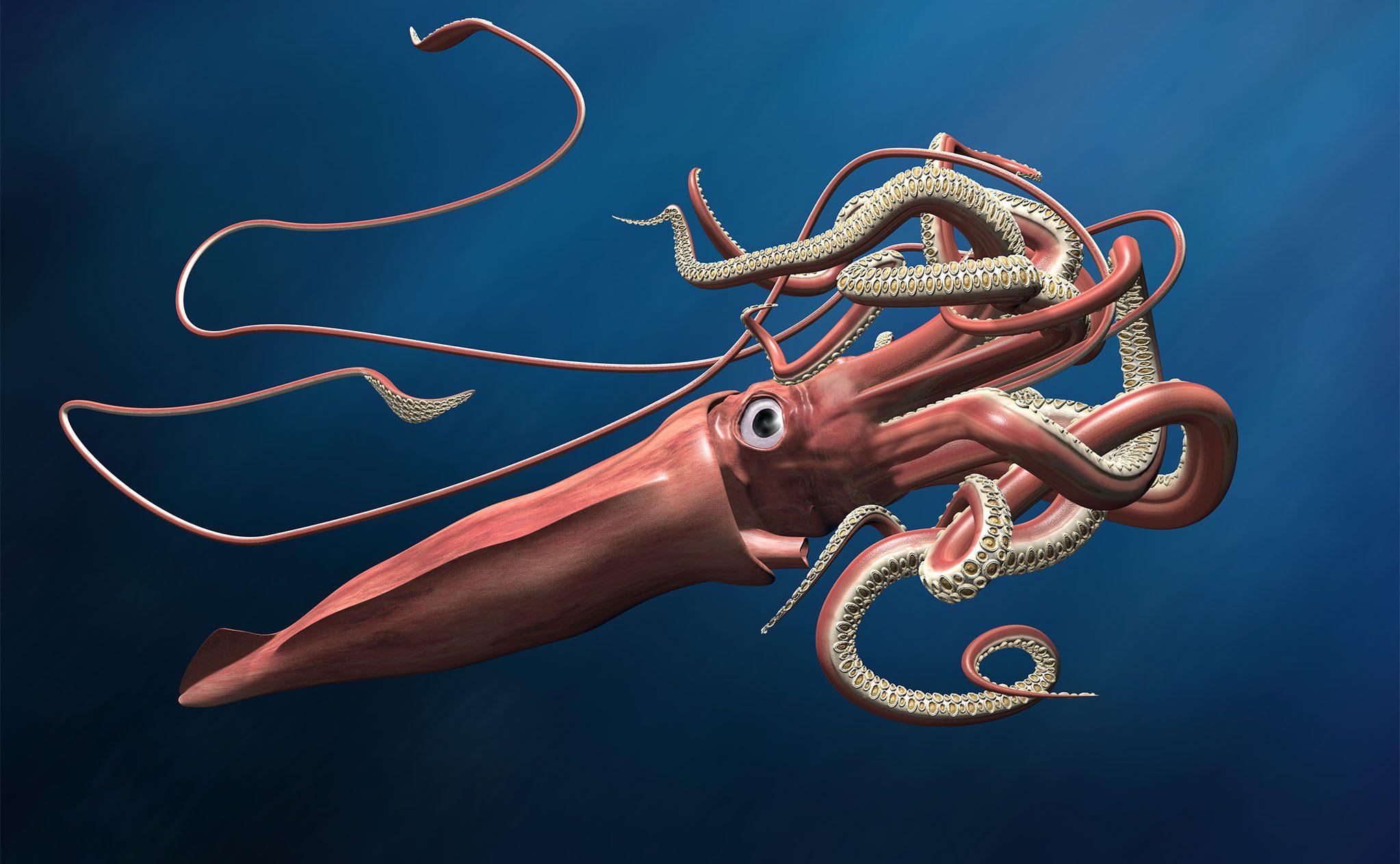 Giant_Squid