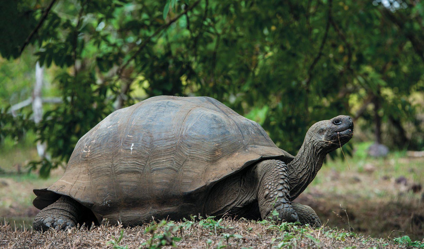 Giant_Tortoise