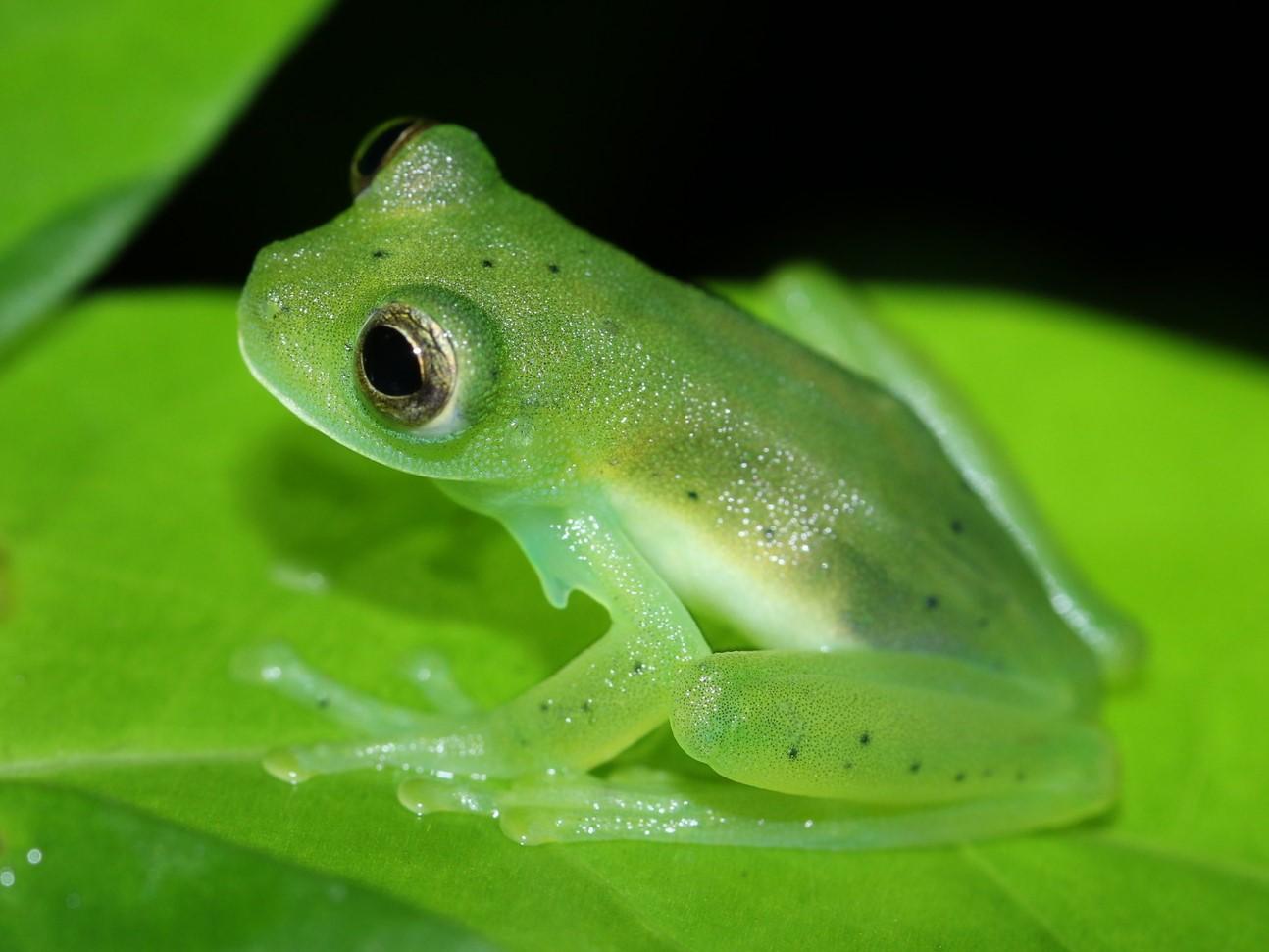 Glass_Frog