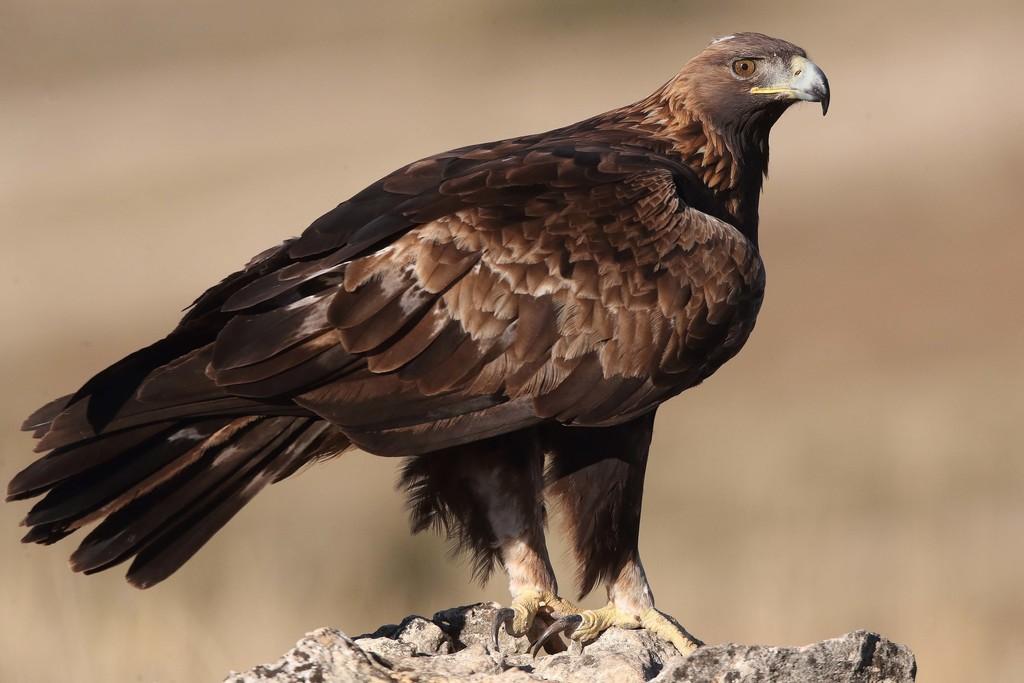 Golden_Eagle_Europe_Northern_Hemisphere