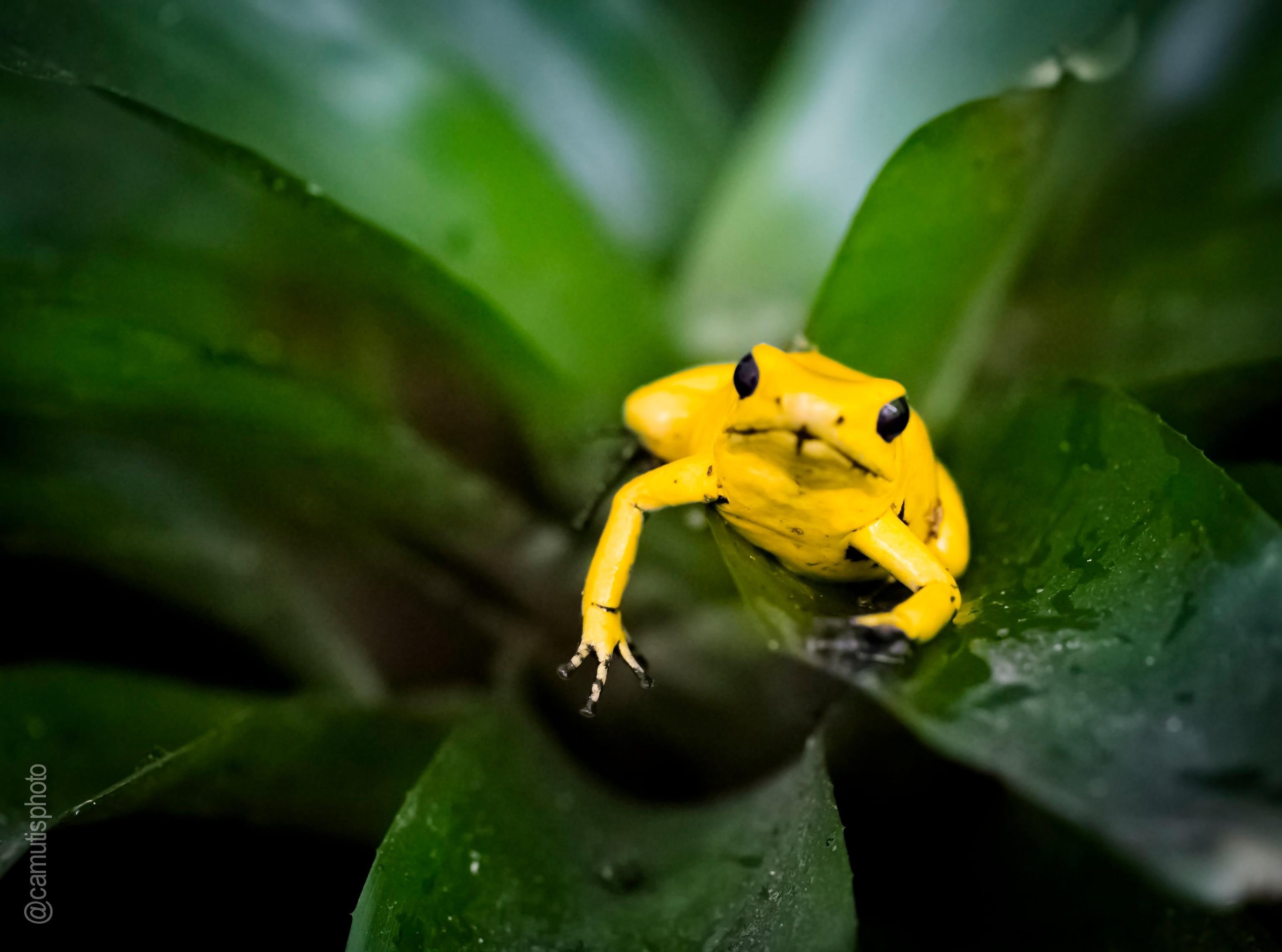 Golden_Poison_Frog