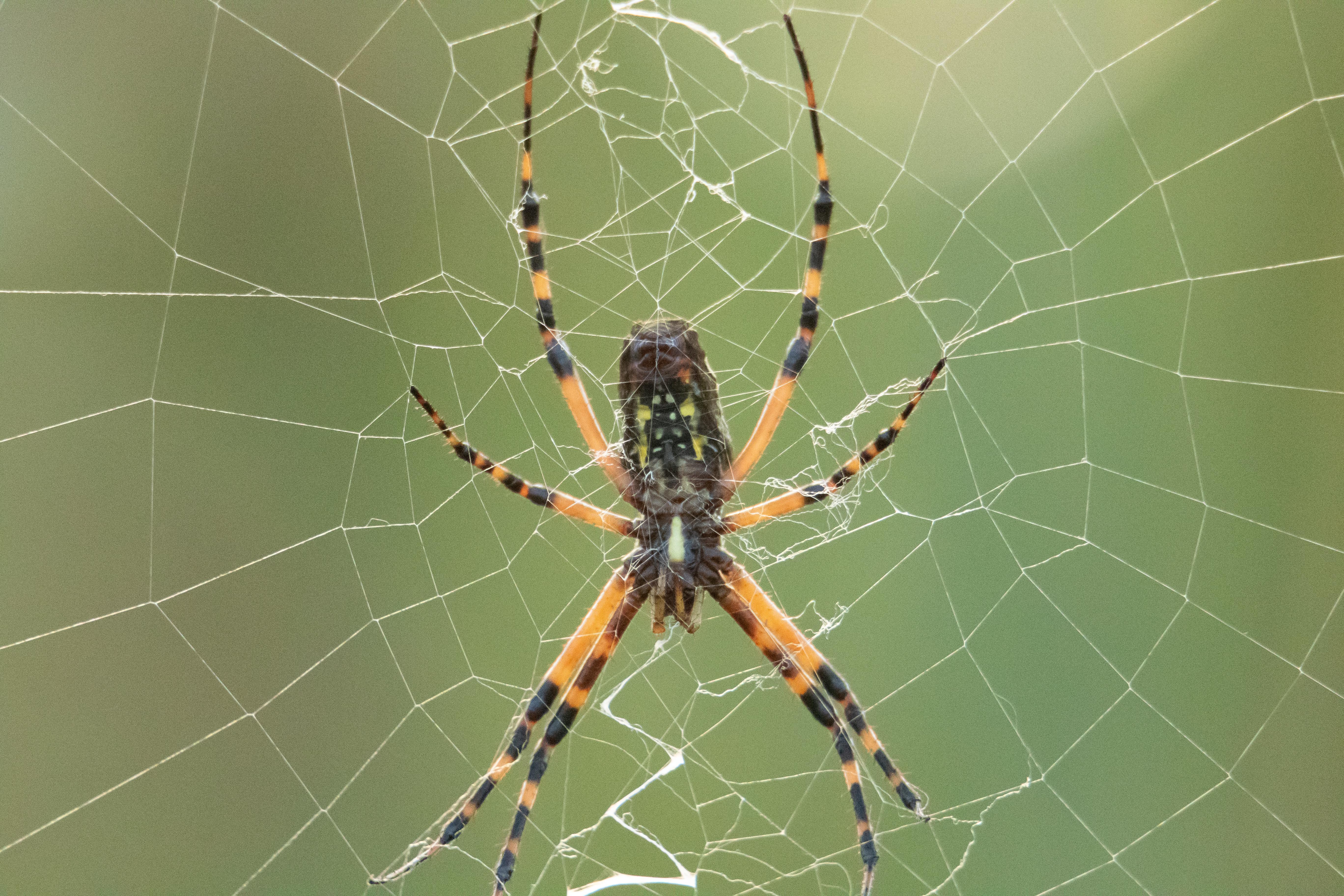 Golden_Silk_Orb-weaver