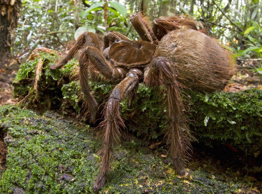 Goliath_Birdeater