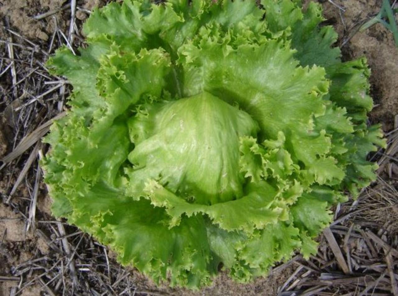 Great_Lakes_Lettuce