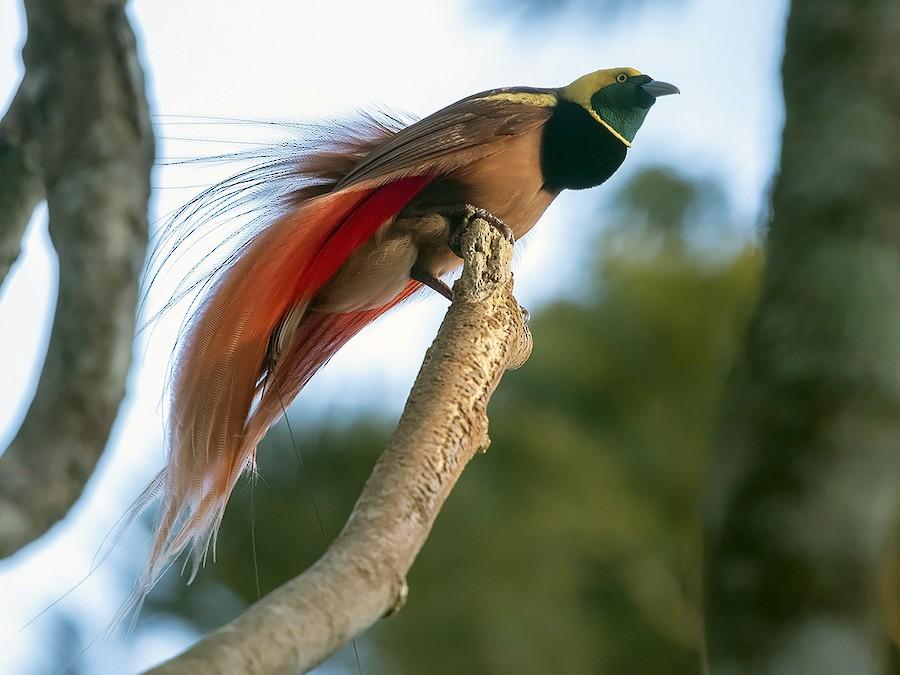 Greater_Bird-of-Paradise_New_Guinea