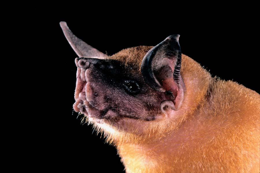 Greater_Bulldog_Bat